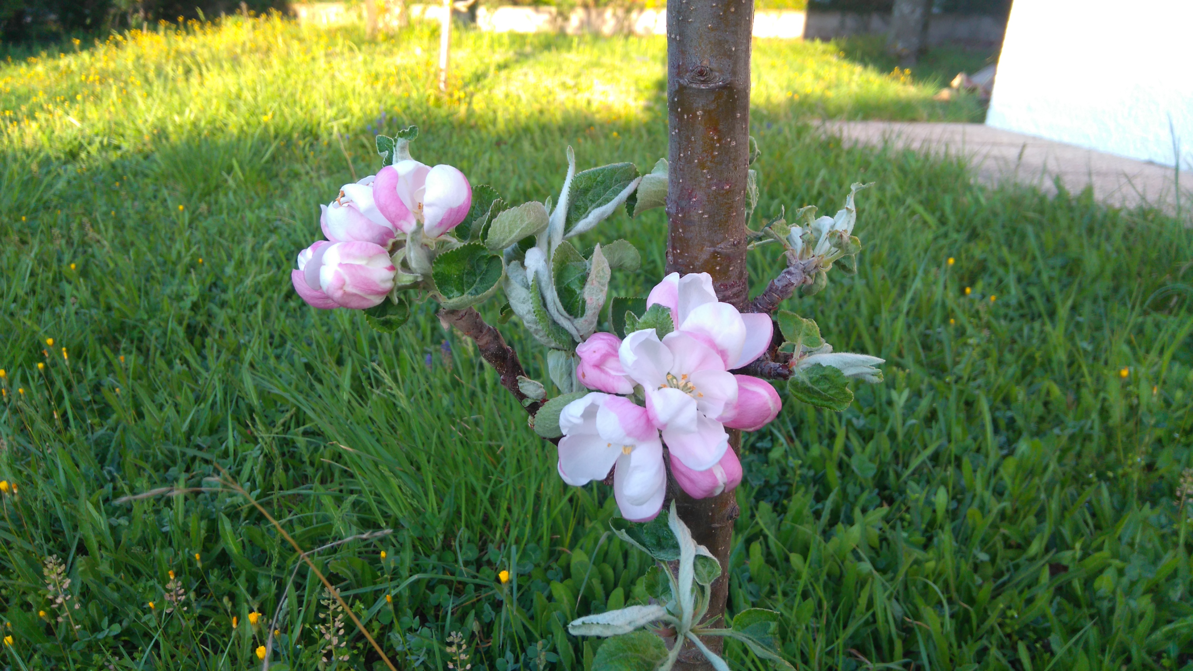 pommier